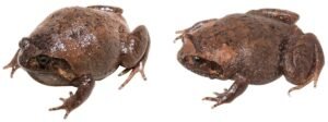 Shkencëtarët kanë zbuluar shtatë specie të reja bretkosash diamant në Madagaskar, pas më shumë se 12 viteve kërkime dhe analizash të ADN-së.