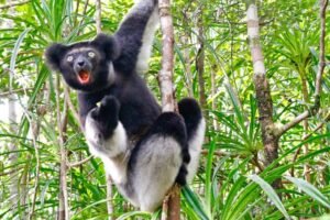 Indri në pyllin tropikal të Madagaskarit.
