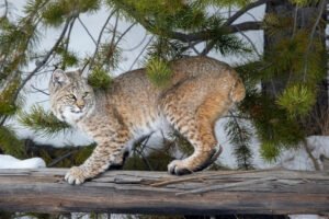 Një 93-vjeçare në Washington telefonoi 911 pasi mendoi se kishte hyrë një hajdut. Policia gjeti një bobcat brenda shtëpisë dhe përdori një dron për ta kapur.
