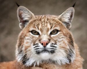Një 93-vjeçare në Washington telefonoi 911 pasi mendoi se kishte hyrë një hajdut. Policia gjeti një bobcat brenda shtëpisë dhe përdori një dron për ta kapur.