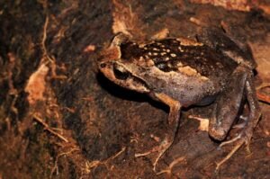 Shkencëtarët kanë zbuluar shtatë specie të reja bretkosash diamant në Madagaskar, pas më shumë se 12 viteve kërkime dhe analizash të ADN-së.