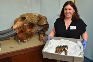 Një studiuese në Kaliforni zbuloi rastësisht një dhëmb molar të një mastodonti të Paqësorit, të ruajtur për rreth 10 mijë vjet.