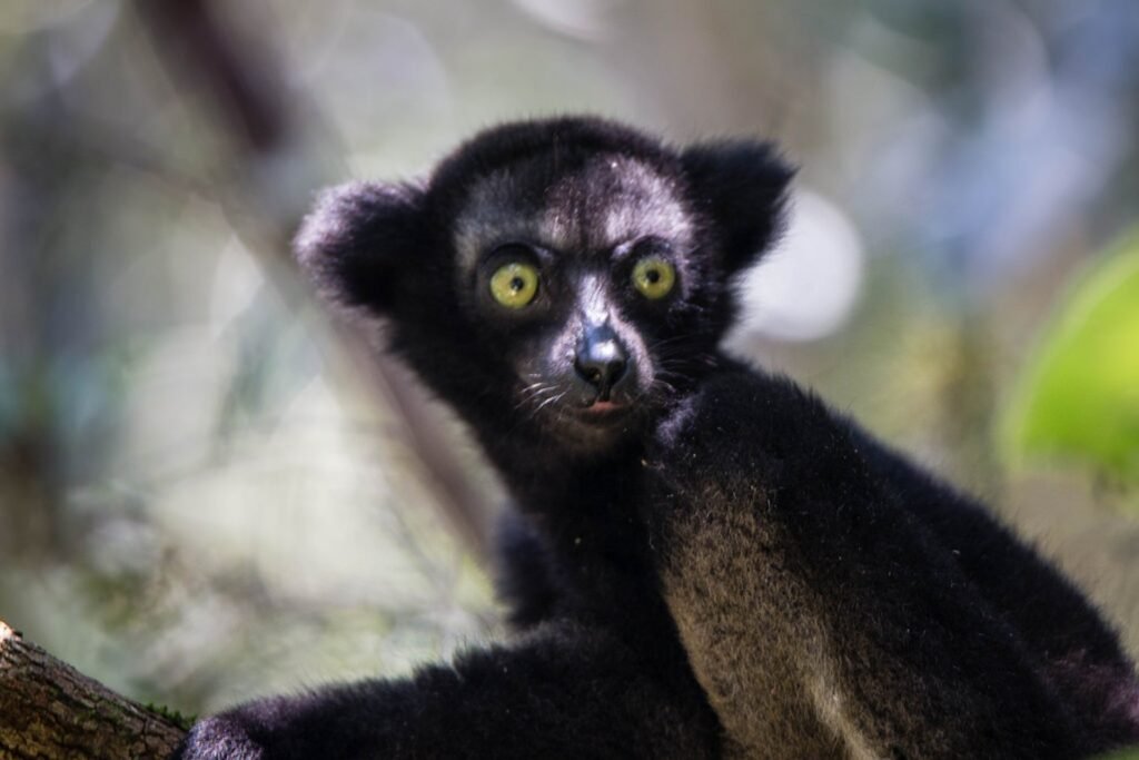 Lemuri indri këndon si soprano: zbulimi i ri shkencor Si këndon indri
