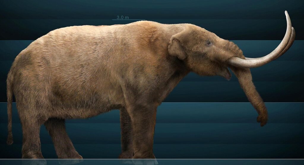 Një studiuese në Kaliforni zbuloi rastësisht një dhëmb molar të një mastodonti të Paqësorit, të ruajtur për rreth 10 mijë vjet.