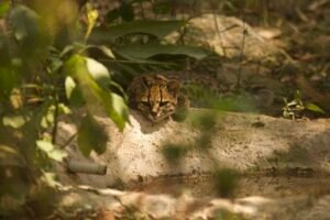 Pyjet Yungas, habitat malor dhe i lagësht në Bolivi ku është identifikuar Leopardus tilcayo.