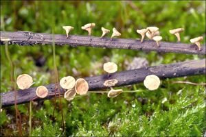 Frashër europian i prekur nga sëmundja ash dieback në Katalonjë