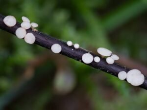 Frashër europian i prekur nga sëmundja ash dieback në Katalonjë